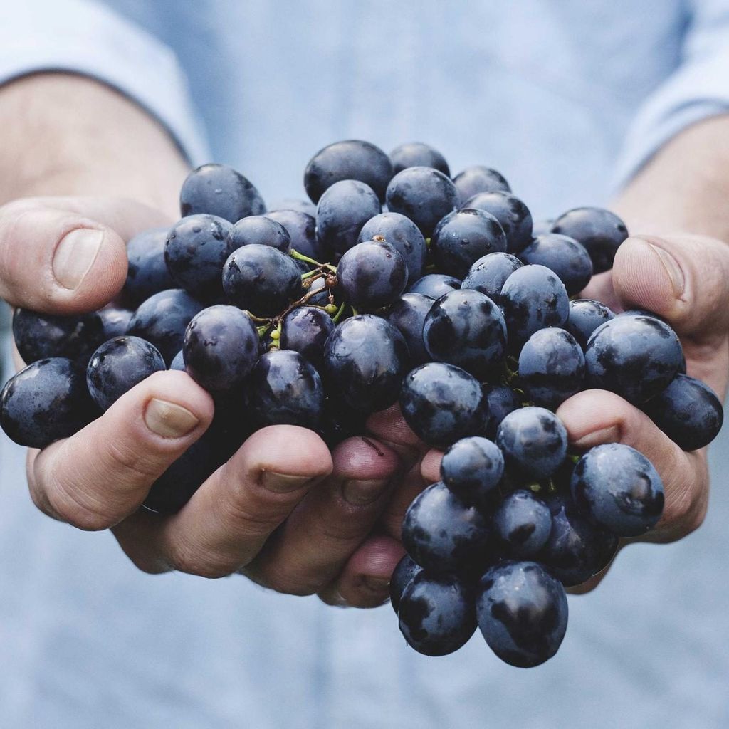 Twee handen vol pas geplukte blauwe druiven