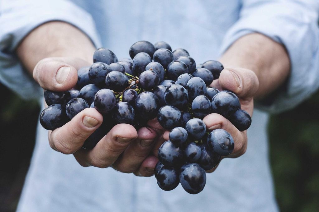 Twee handen vol pas geplukte blauwe druiven