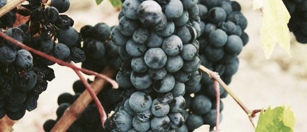 Rijpe trossen blauwe druiven aan de wijnstok